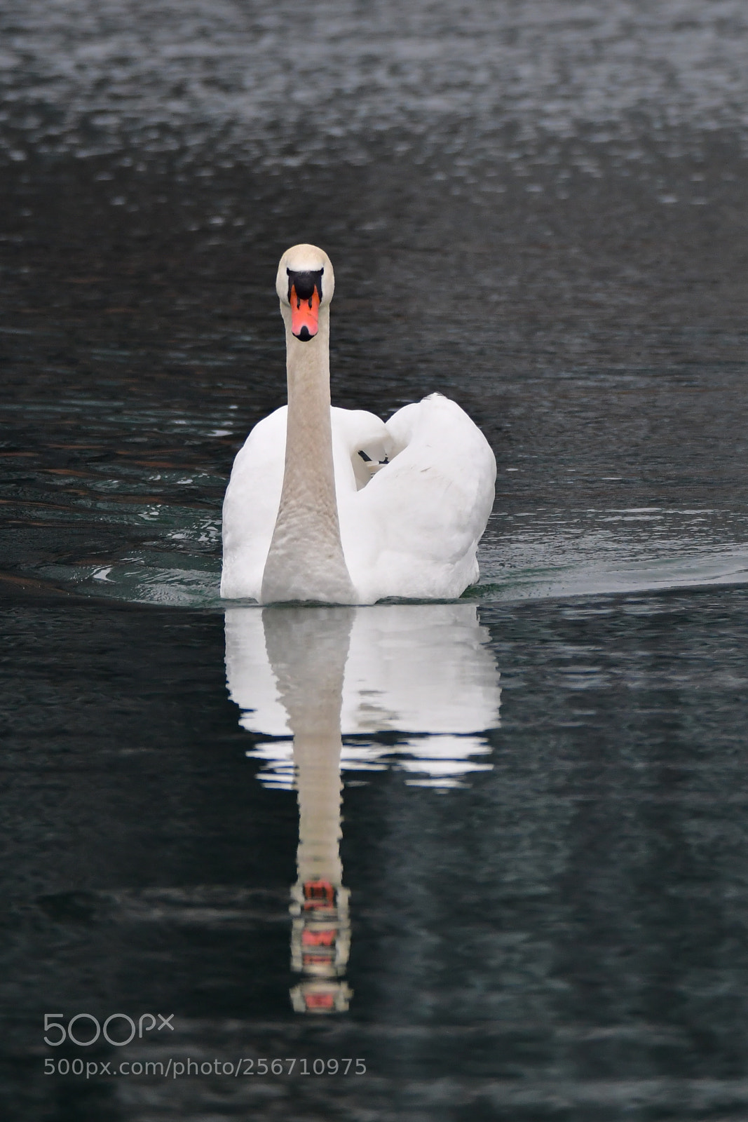 Nikon D5 sample photo. Swan photography