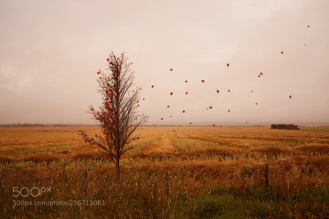 Sony a7R sample photo. The fall photography