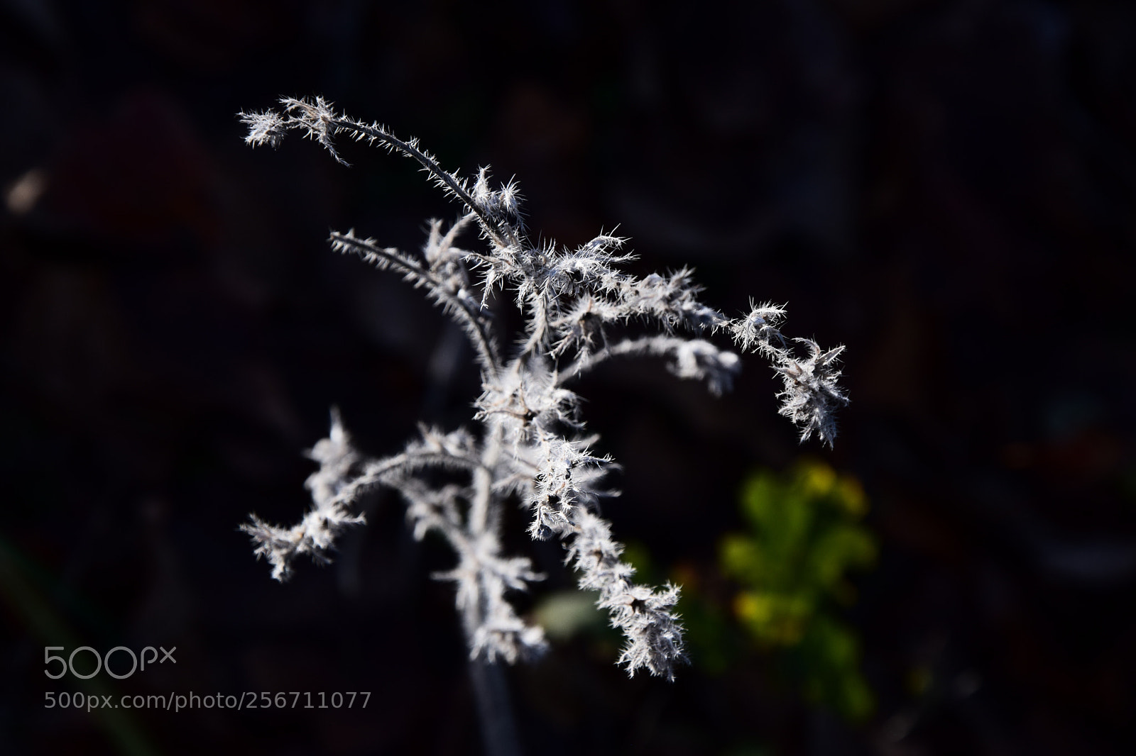 Nikon D3300 sample photo. Delicate  photography
