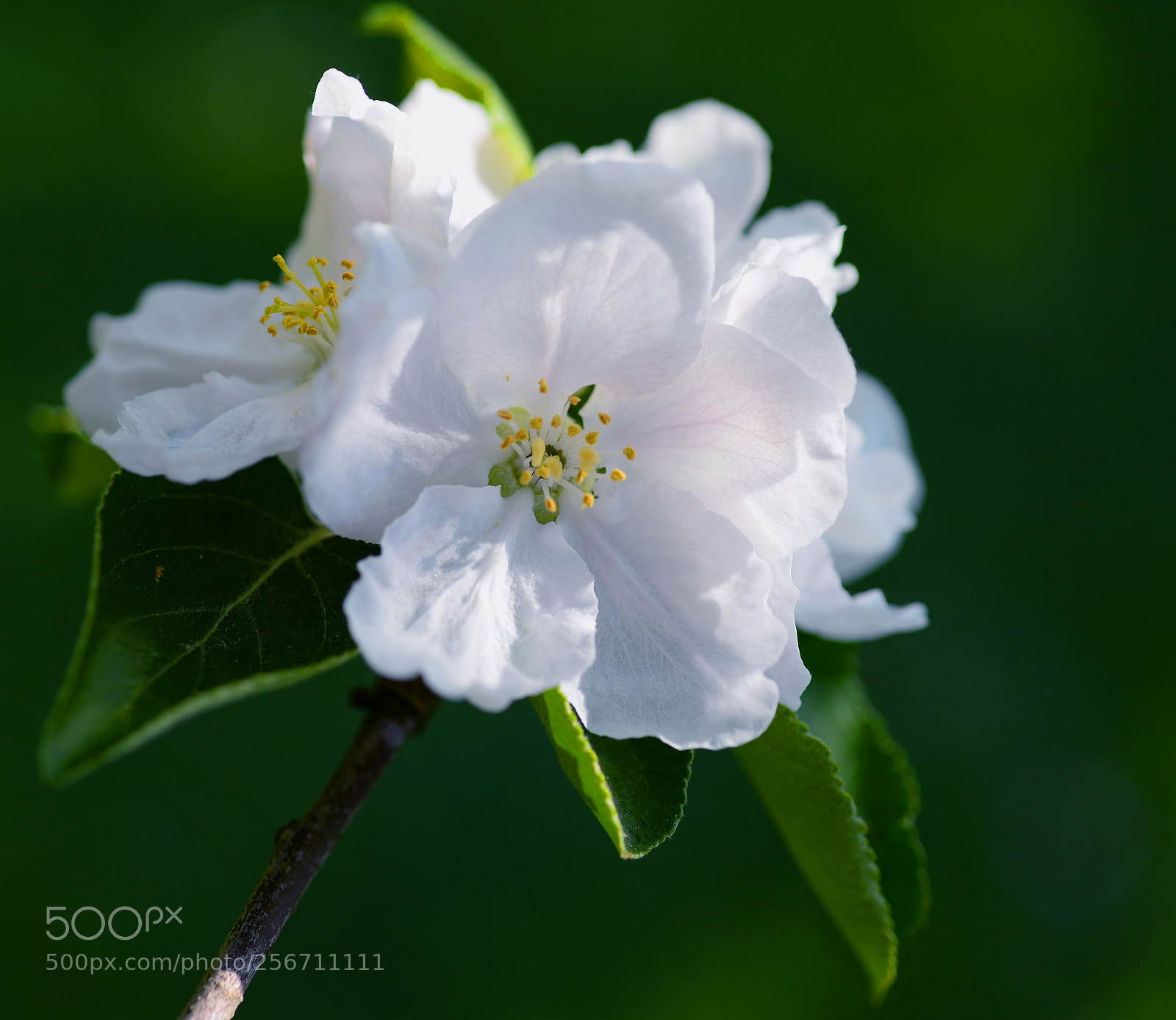 Nikon D610 sample photo. Blossom photography