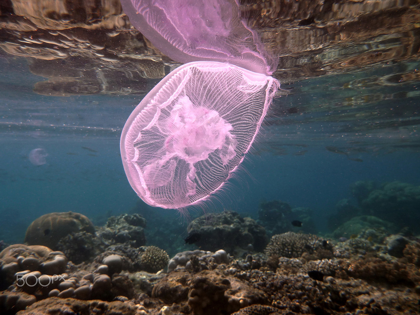 Panasonic DMC-FT4 sample photo. Jellyfish near the surface of water photography