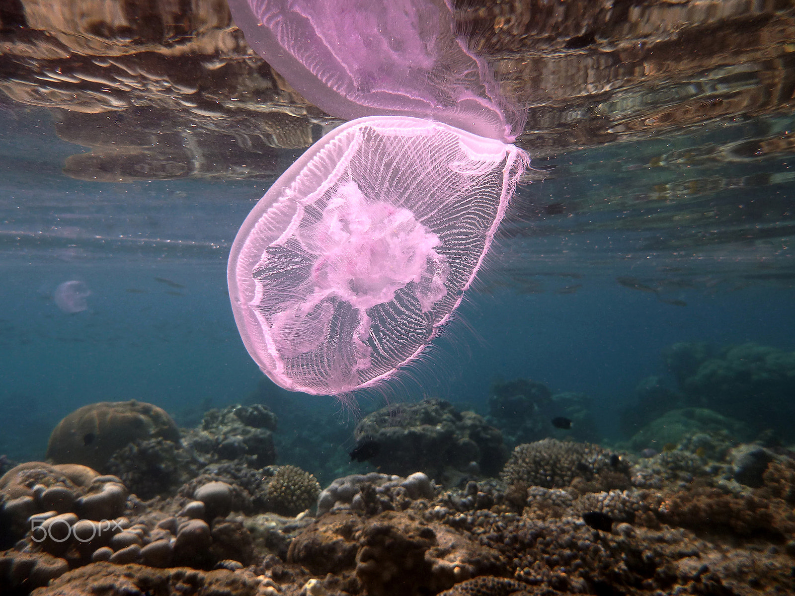 Panasonic DMC-FT4 sample photo. Jellyfish near the surface of water photography