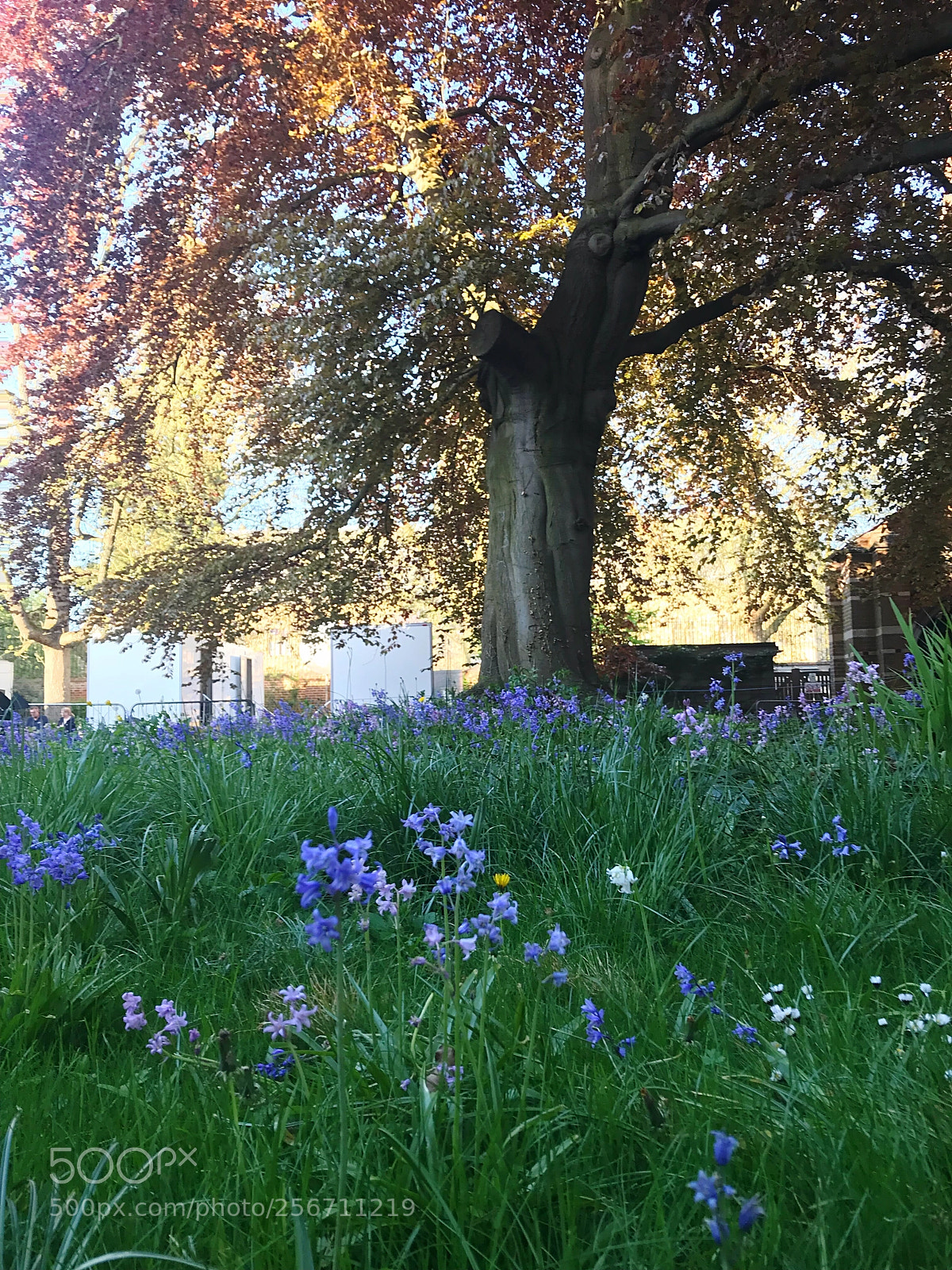 Apple iPhone 7 sample photo. Bluebells photography