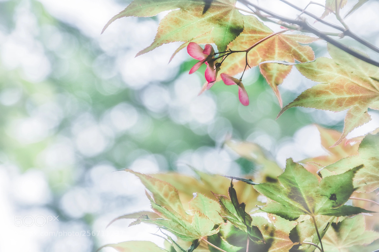 Nikon D5200 sample photo. Maple tree in spring photography