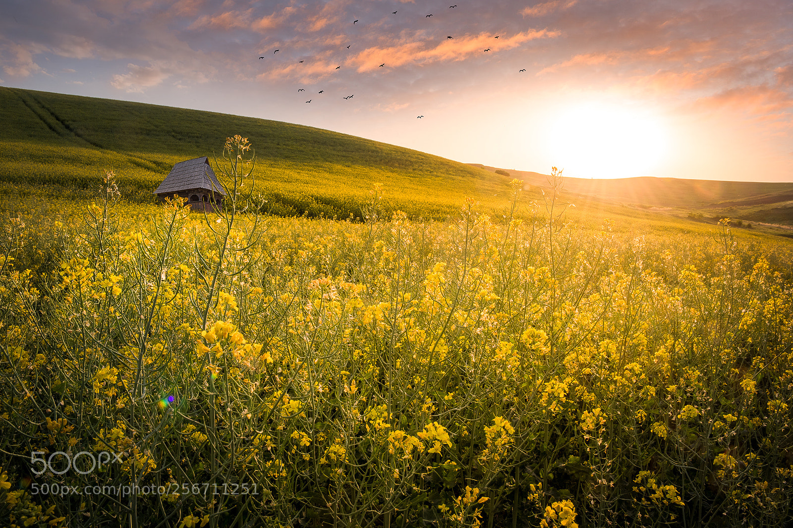 Nikon D500 sample photo. At sunset photography