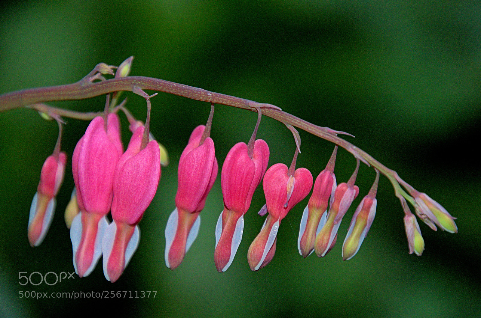 Nikon D7000 sample photo. Spring photography