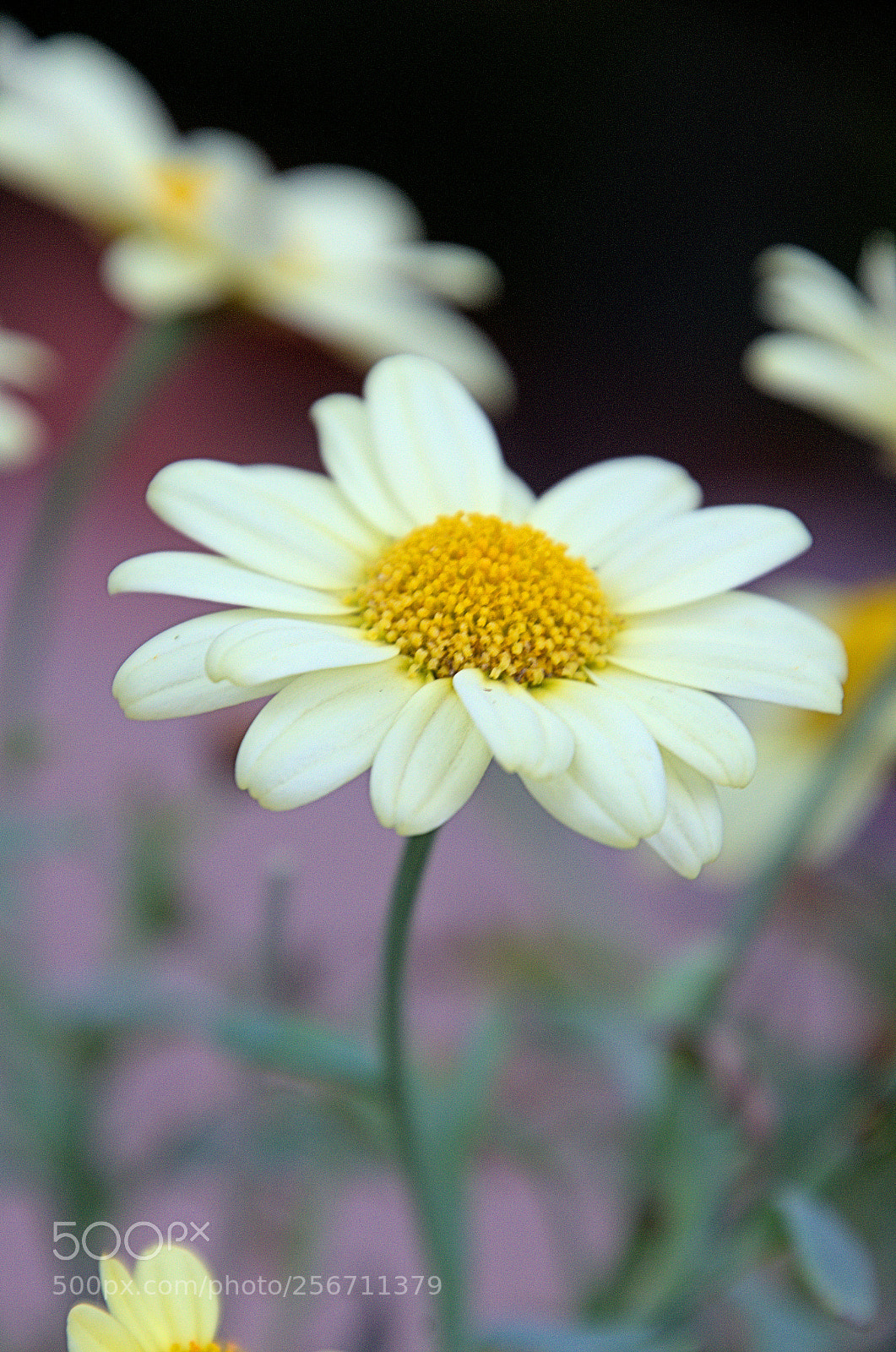 Nikon D7000 sample photo. Spring photography