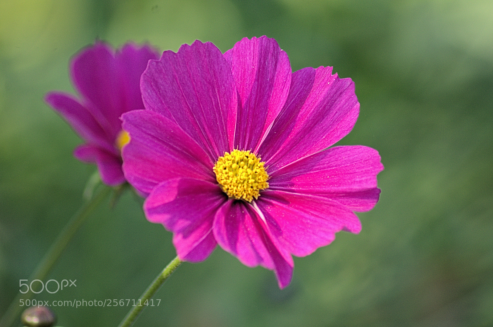 Nikon D7000 sample photo. Spring photography