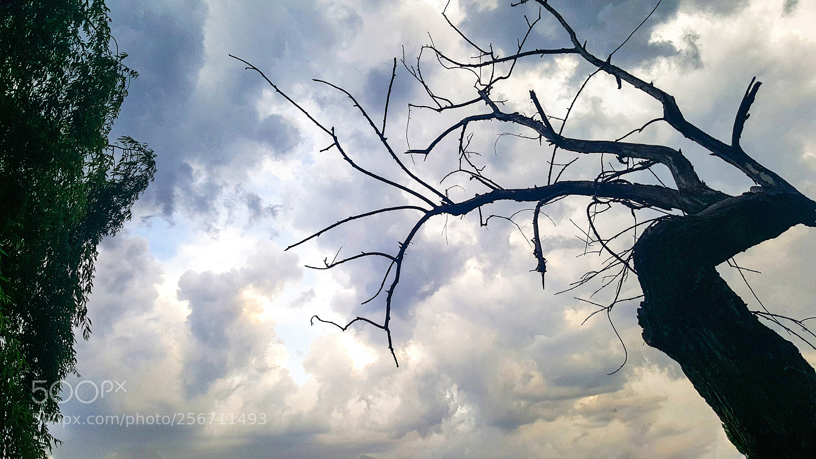 Samsung Galaxy S6 sample photo. Spooky tree facing stormy photography