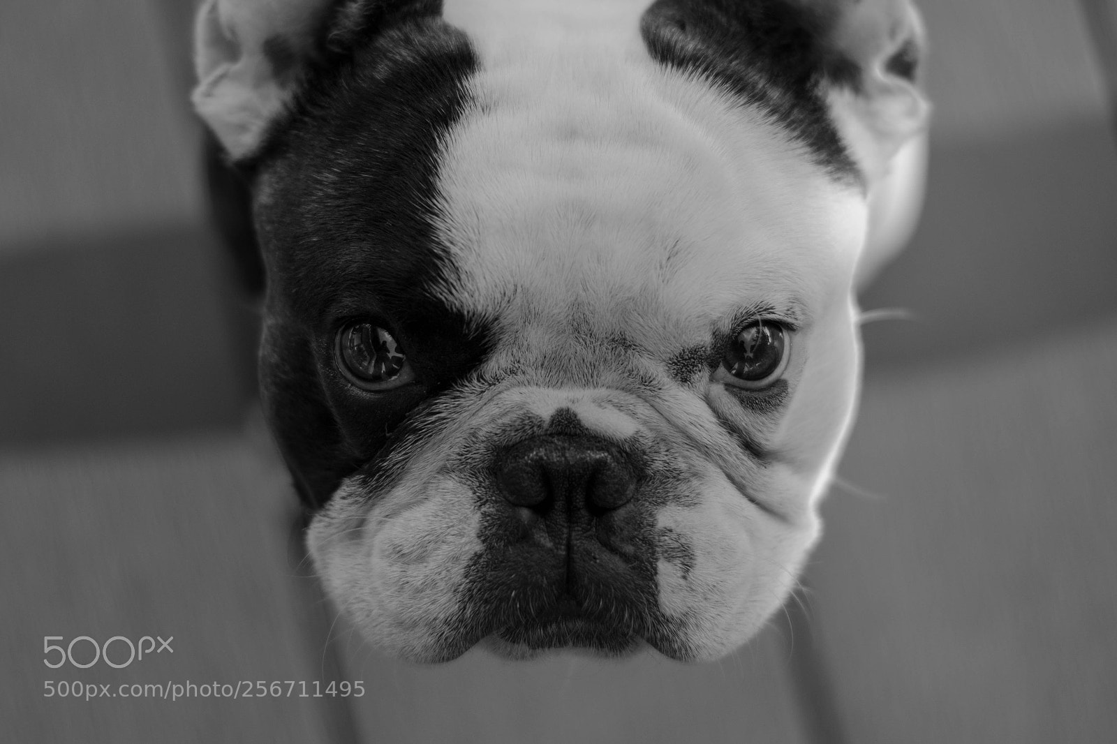 Nikon D3300 sample photo. Karlos photography