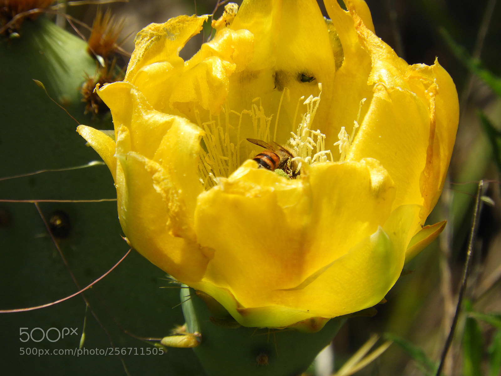 Nikon Coolpix B700 sample photo. Bee pollinating a yellow photography