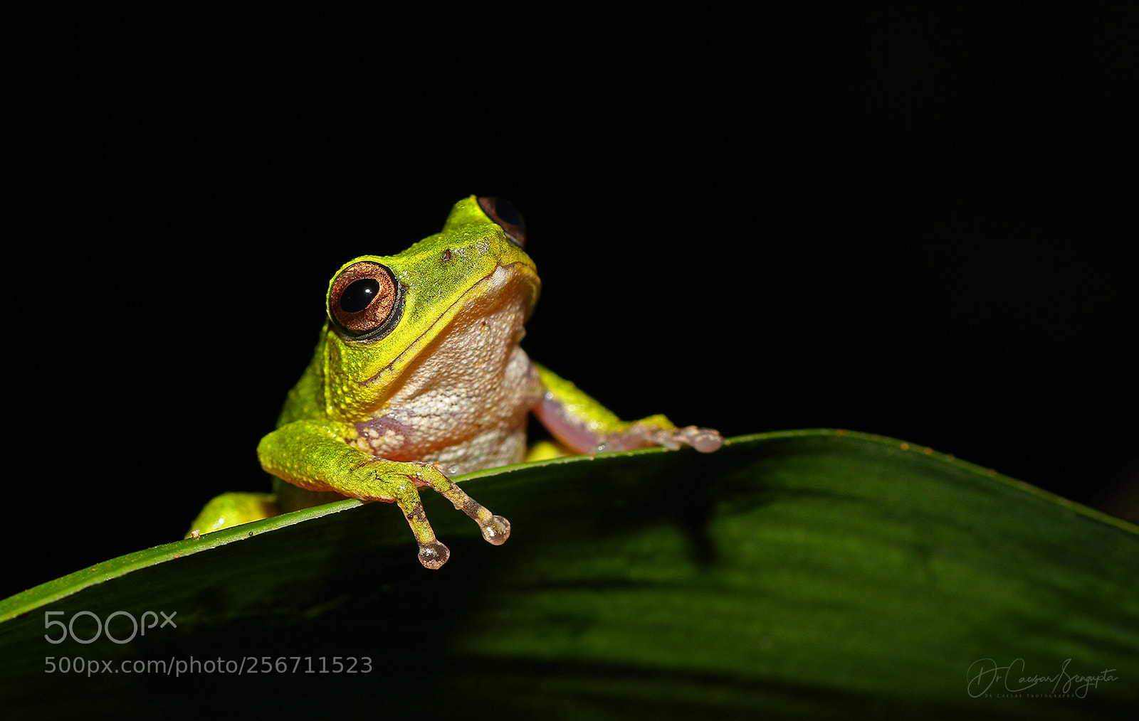 Canon EOS 7D sample photo. Raorchestes chromasynchysi (female) photography