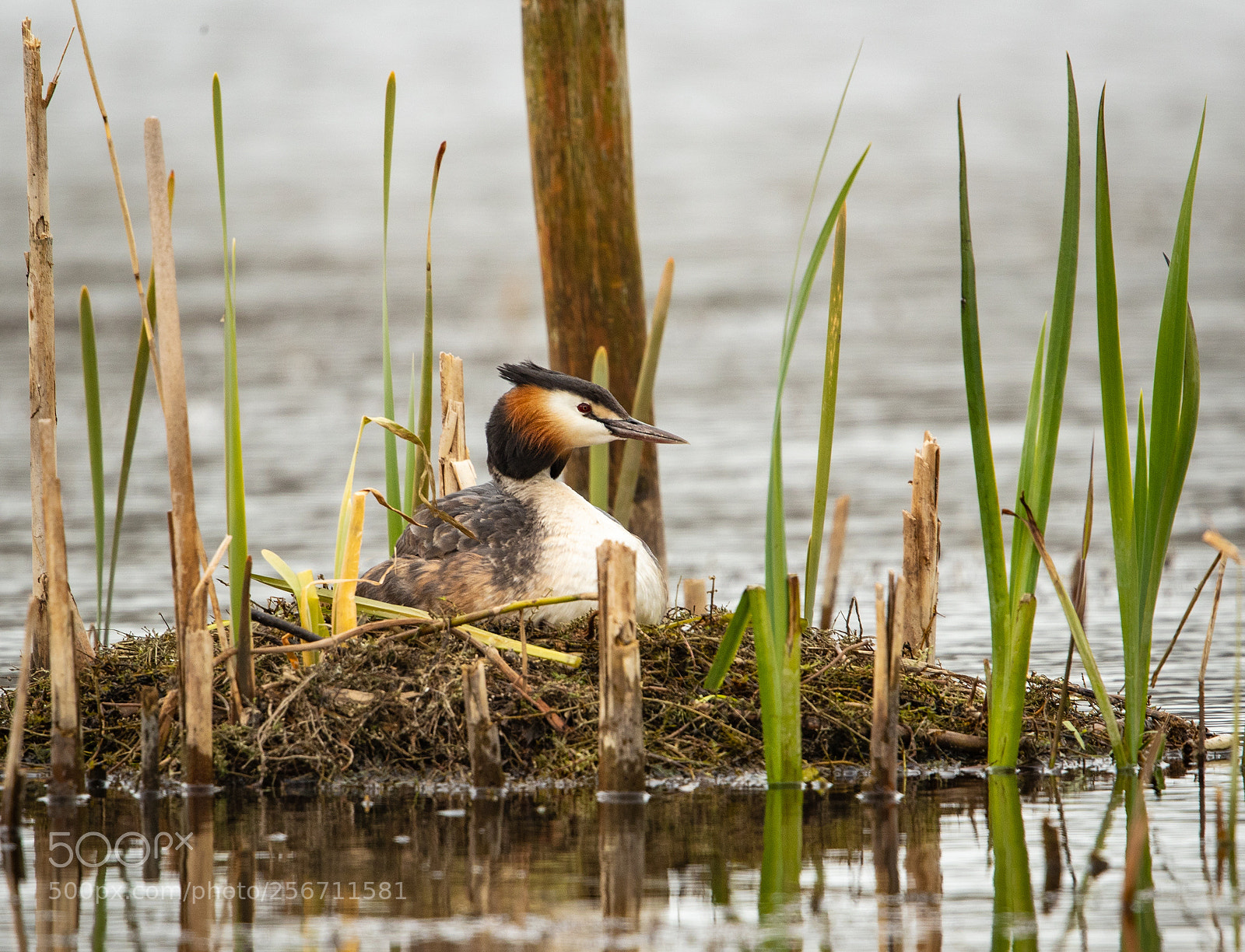 Canon EOS-1D X Mark II sample photo. Nesting grebe photography