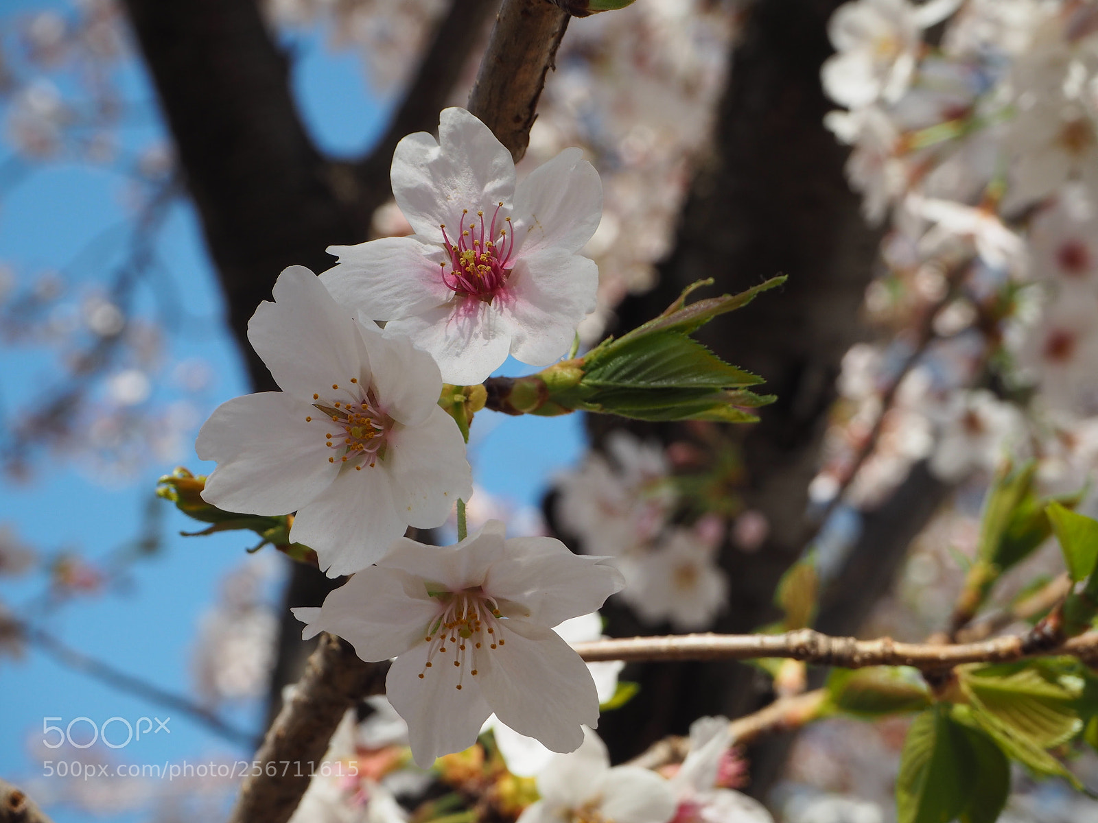 Olympus PEN E-PL7 sample photo. Sakura 2018 photography