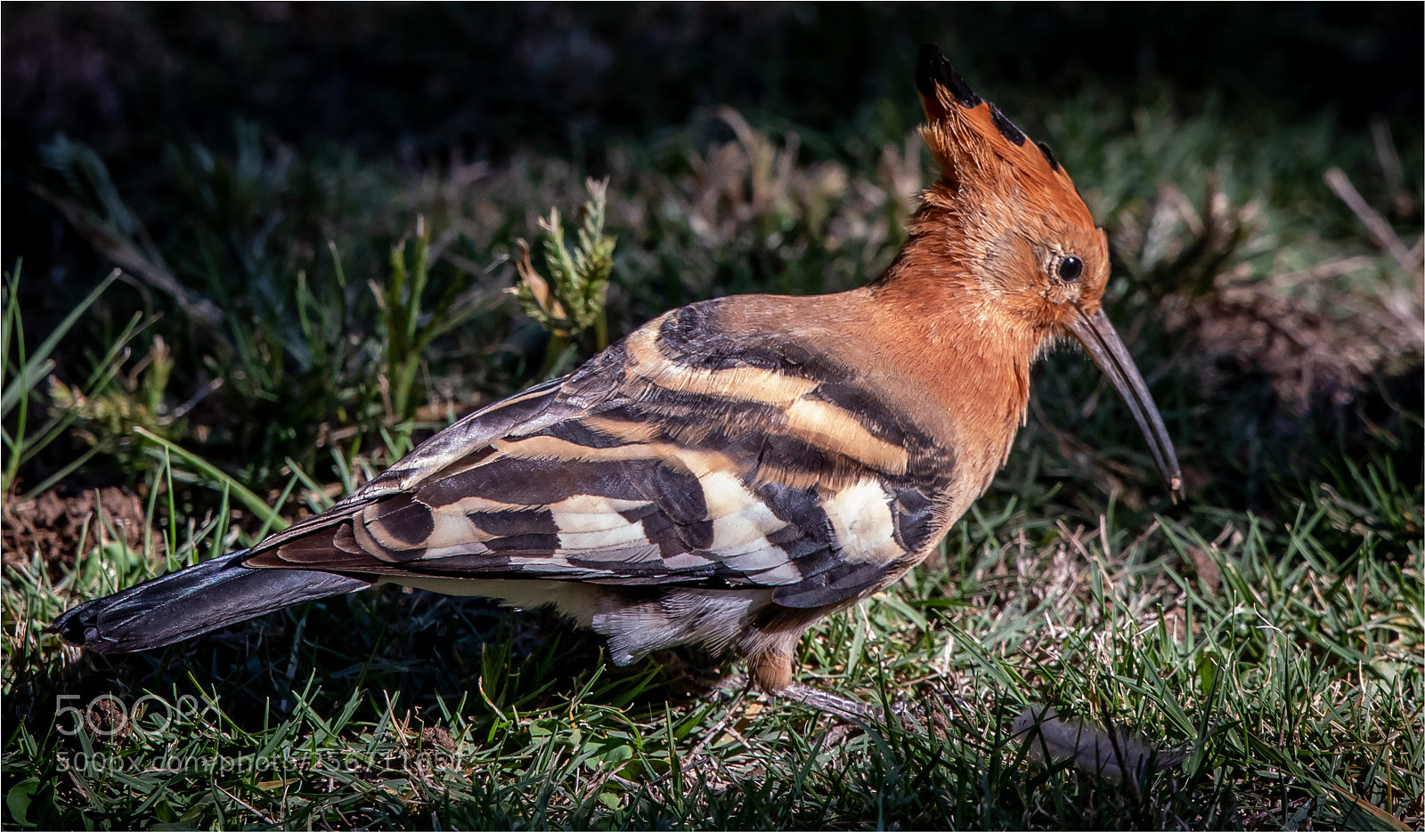 Canon EOS 5D Mark IV sample photo. Hoopoe in my backyard photography