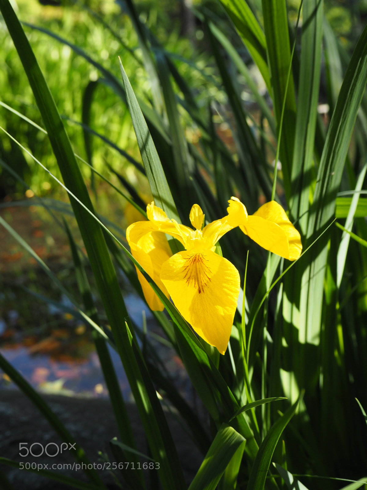 Olympus PEN E-PL7 sample photo. Iris yellow photography