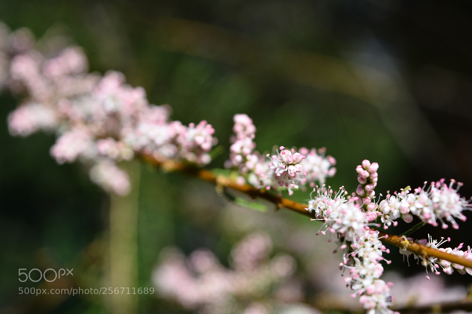 Nikon D5200 sample photo. Too close photography