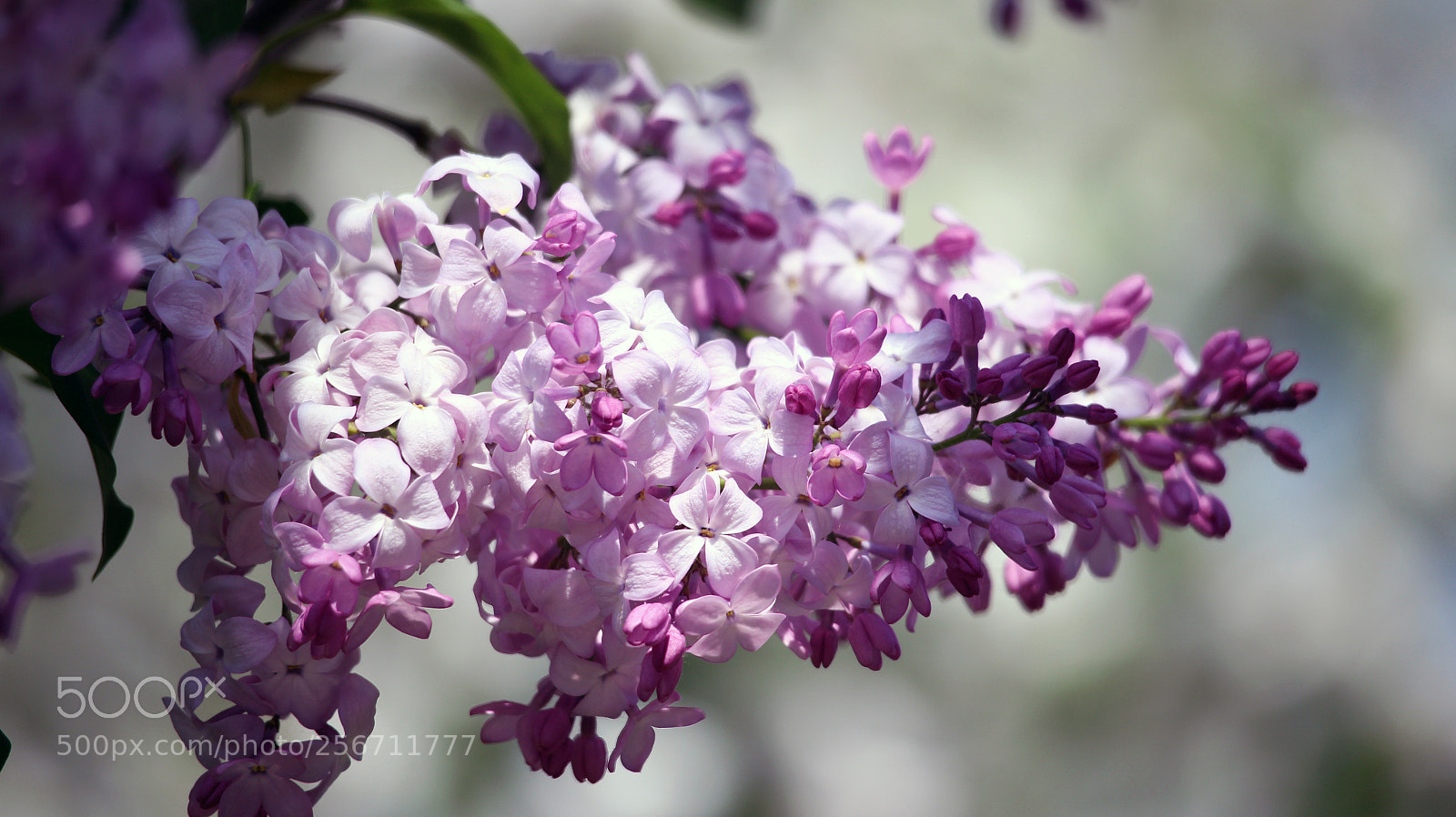 Canon EOS M sample photo. Blossom photography