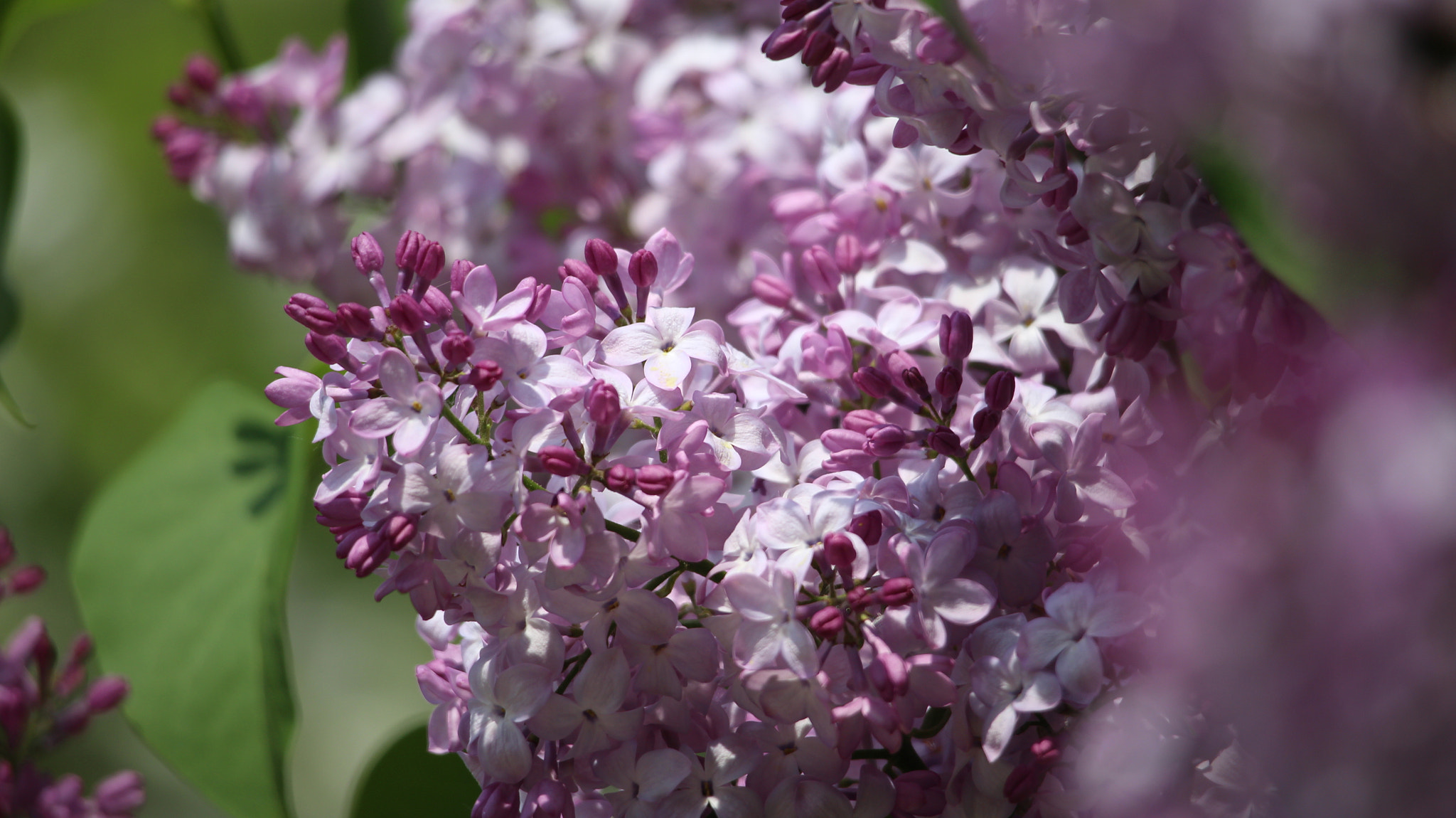 Canon EOS M sample photo. Blossom photography