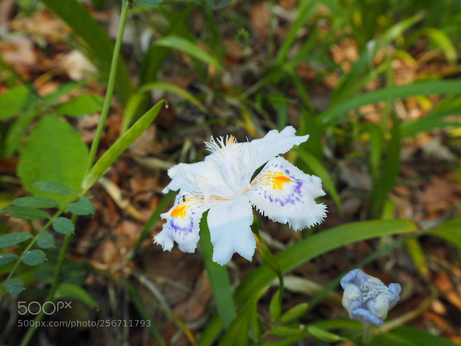 Olympus PEN E-PL7 sample photo. Iris, maybe ?! photography