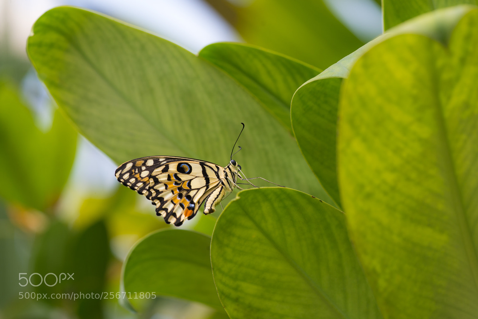 Nikon D600 sample photo. Lime butterfly photography