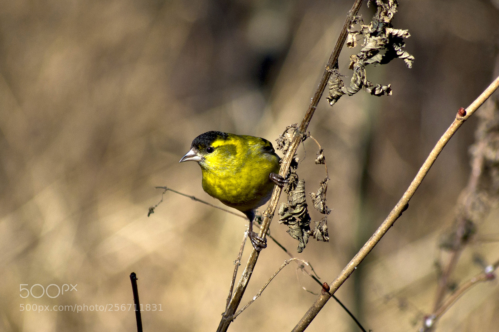 Nikon D7100 sample photo. Eurasian siskin  (spinus spinus) photography