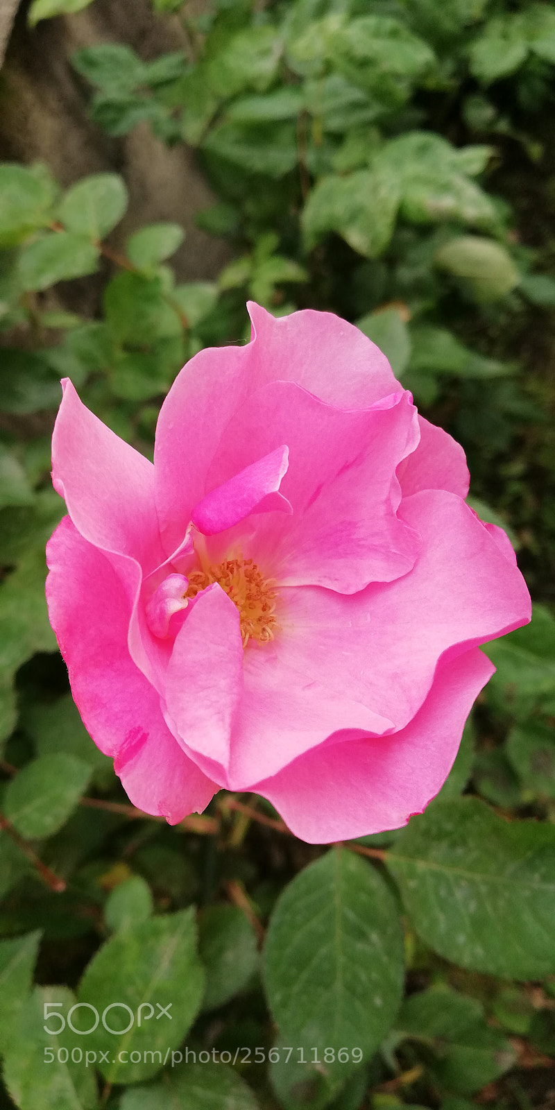 HUAWEI Mate 10 Lite sample photo. Rosa photography
