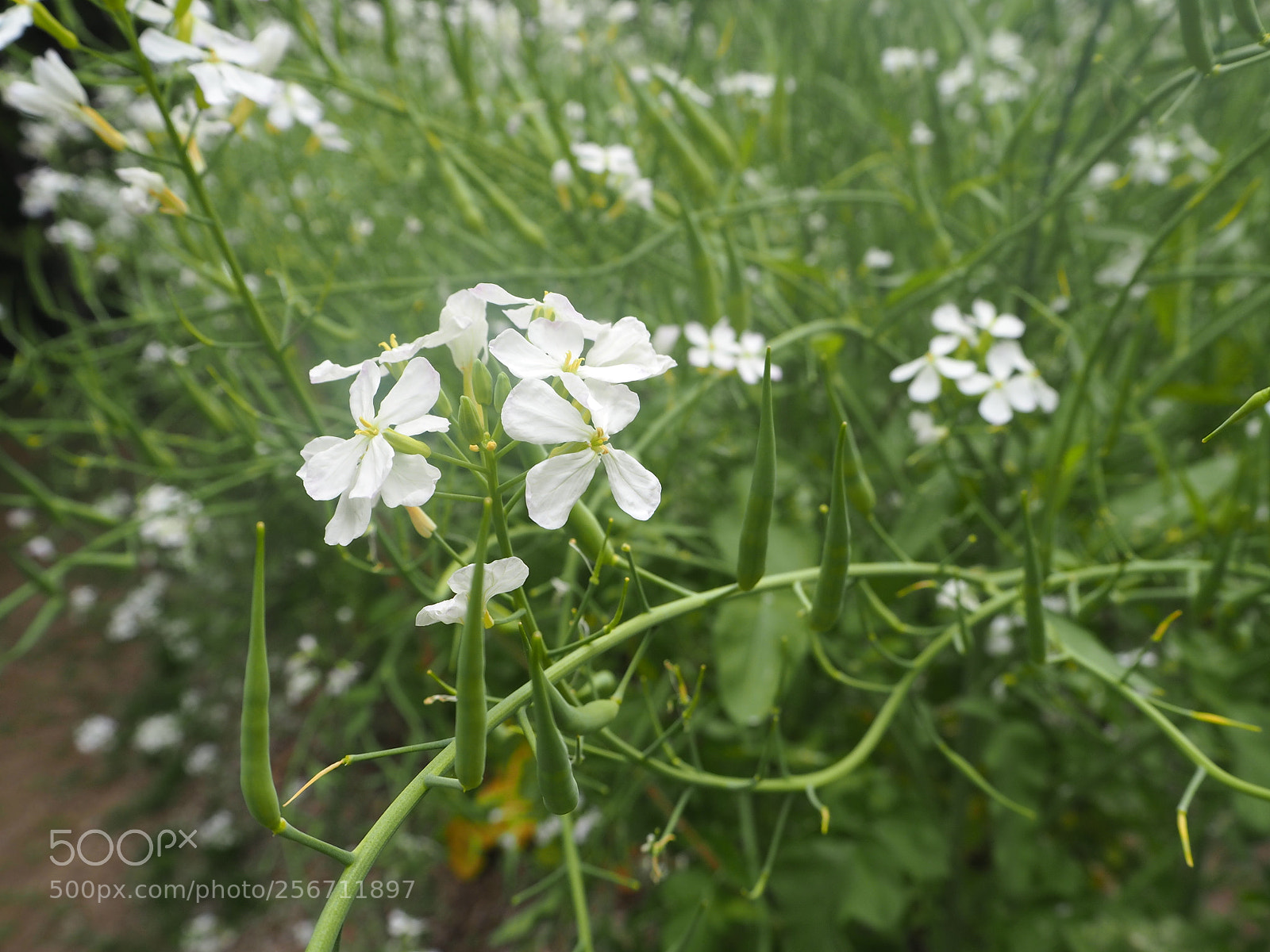 Olympus PEN E-PL7 sample photo. Daikon flower photography