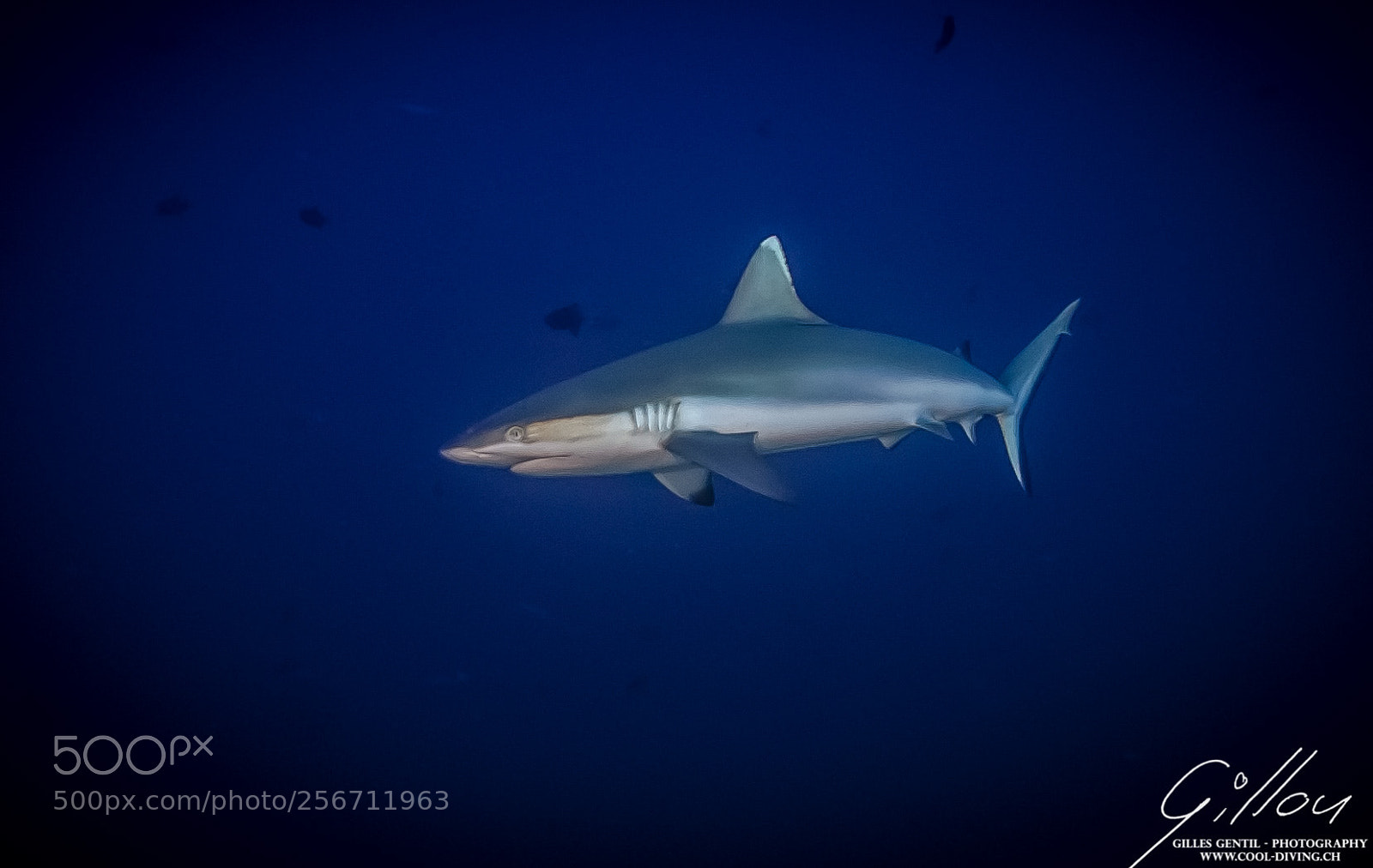 Nikon D7000 sample photo. Requin gris, grey shark photography