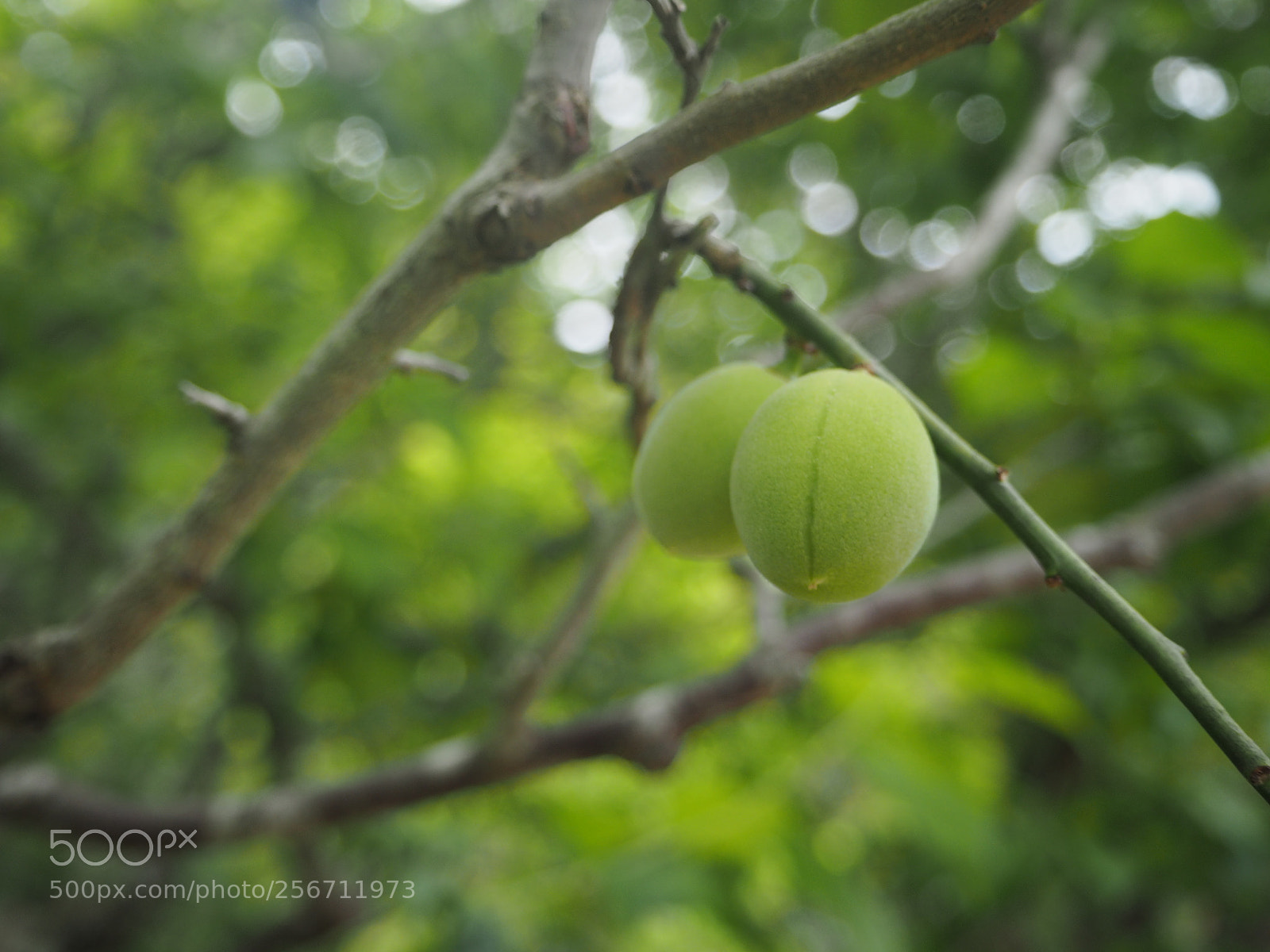 Olympus PEN E-PL7 sample photo. Japanese prune photography