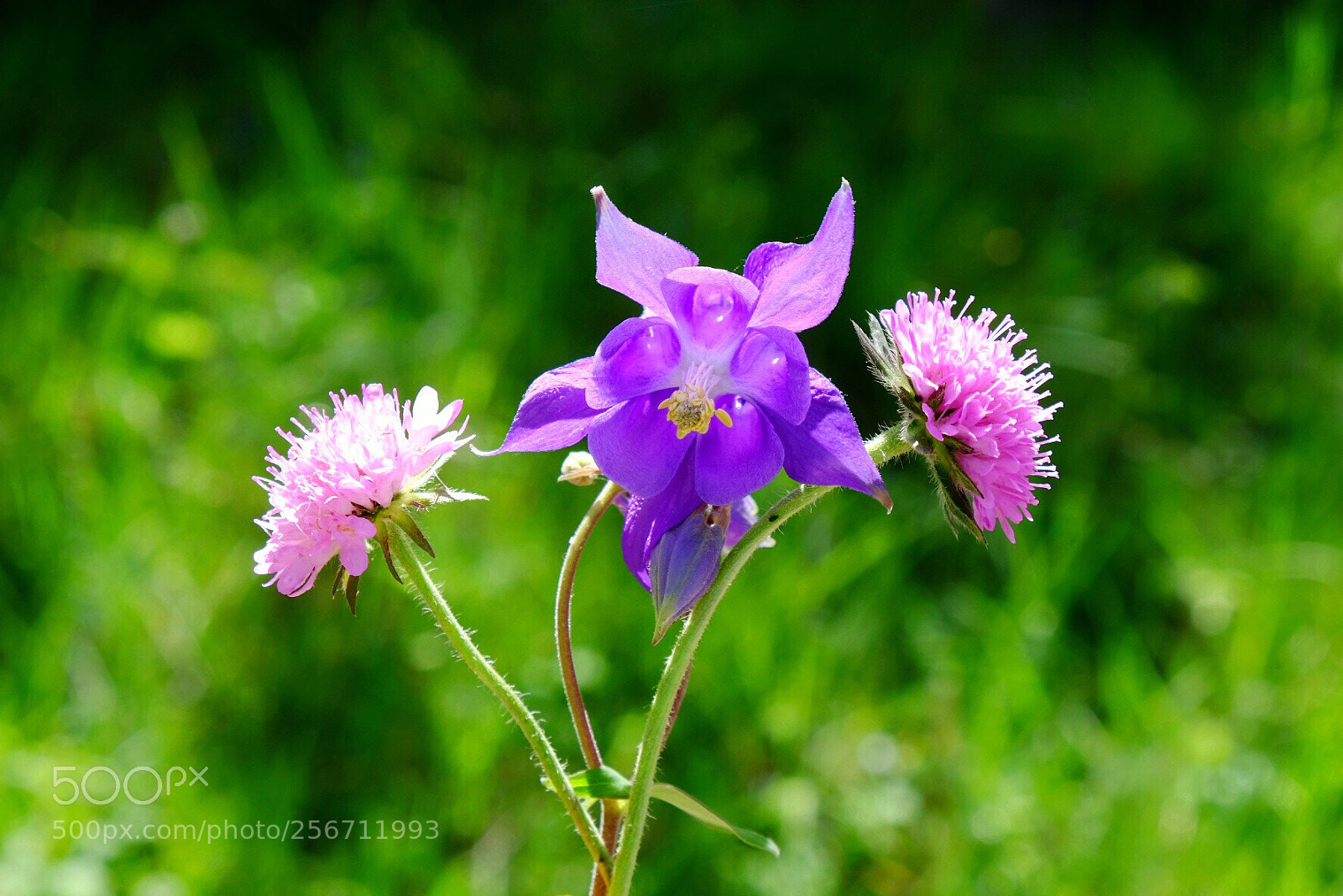 Fujifilm X-T1 sample photo. Untitled photography