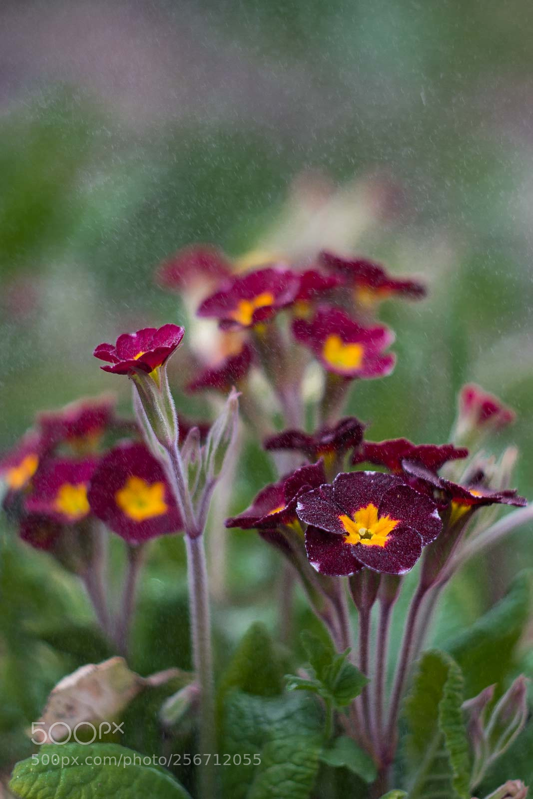 Canon EOS 70D sample photo. The flowers photography