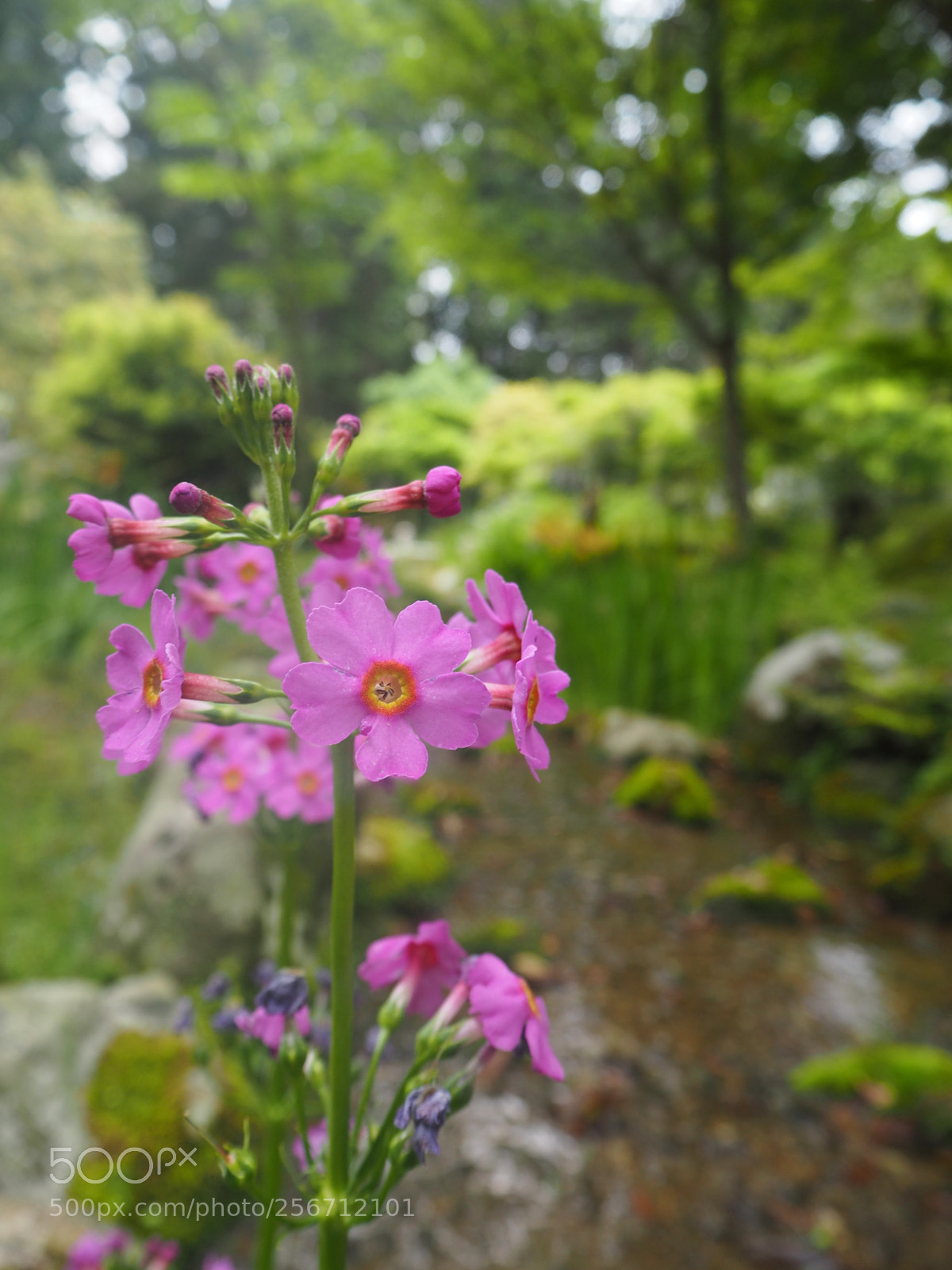 Olympus PEN E-PL7 sample photo. Pink flower photography