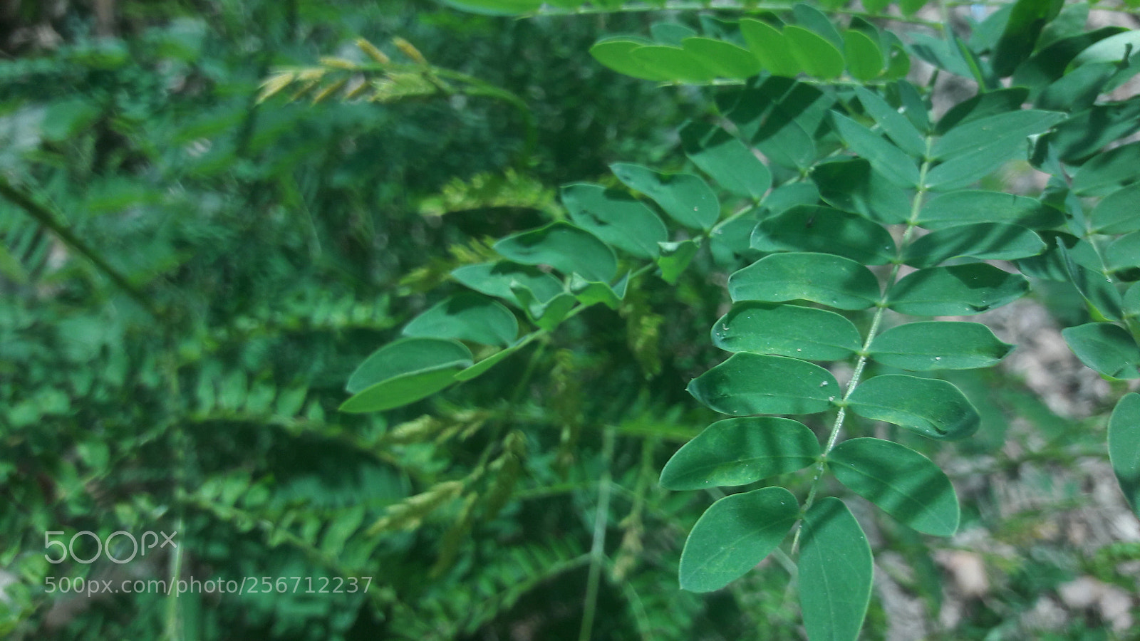 Samsung Galaxy J7 sample photo. Greenry the love photography