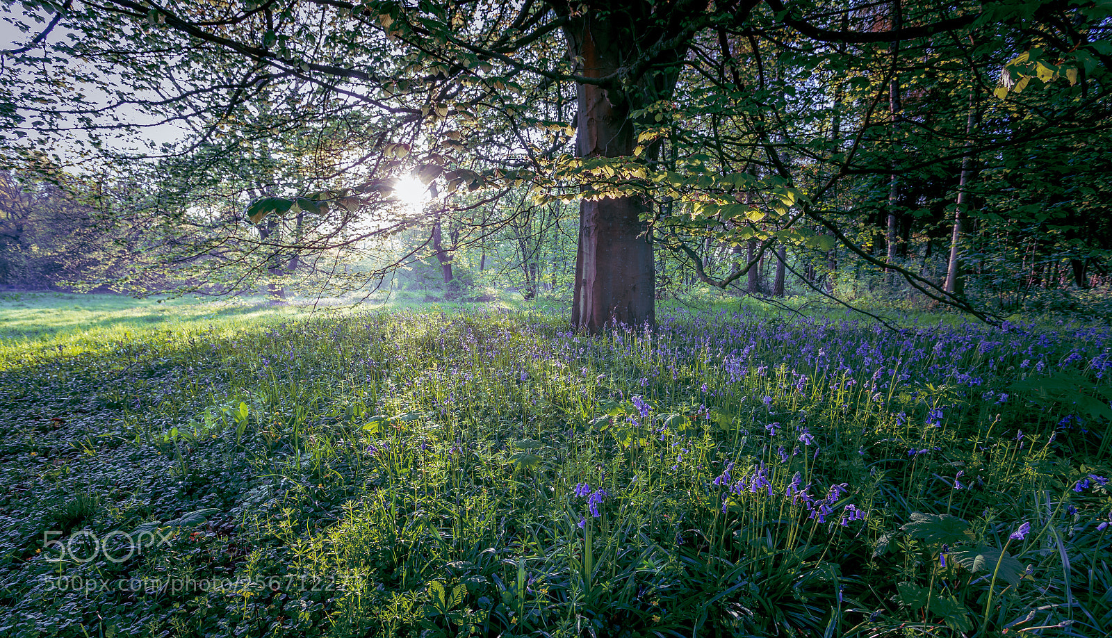 Canon EOS-1D X Mark II sample photo. Worton woods 6:30am photography