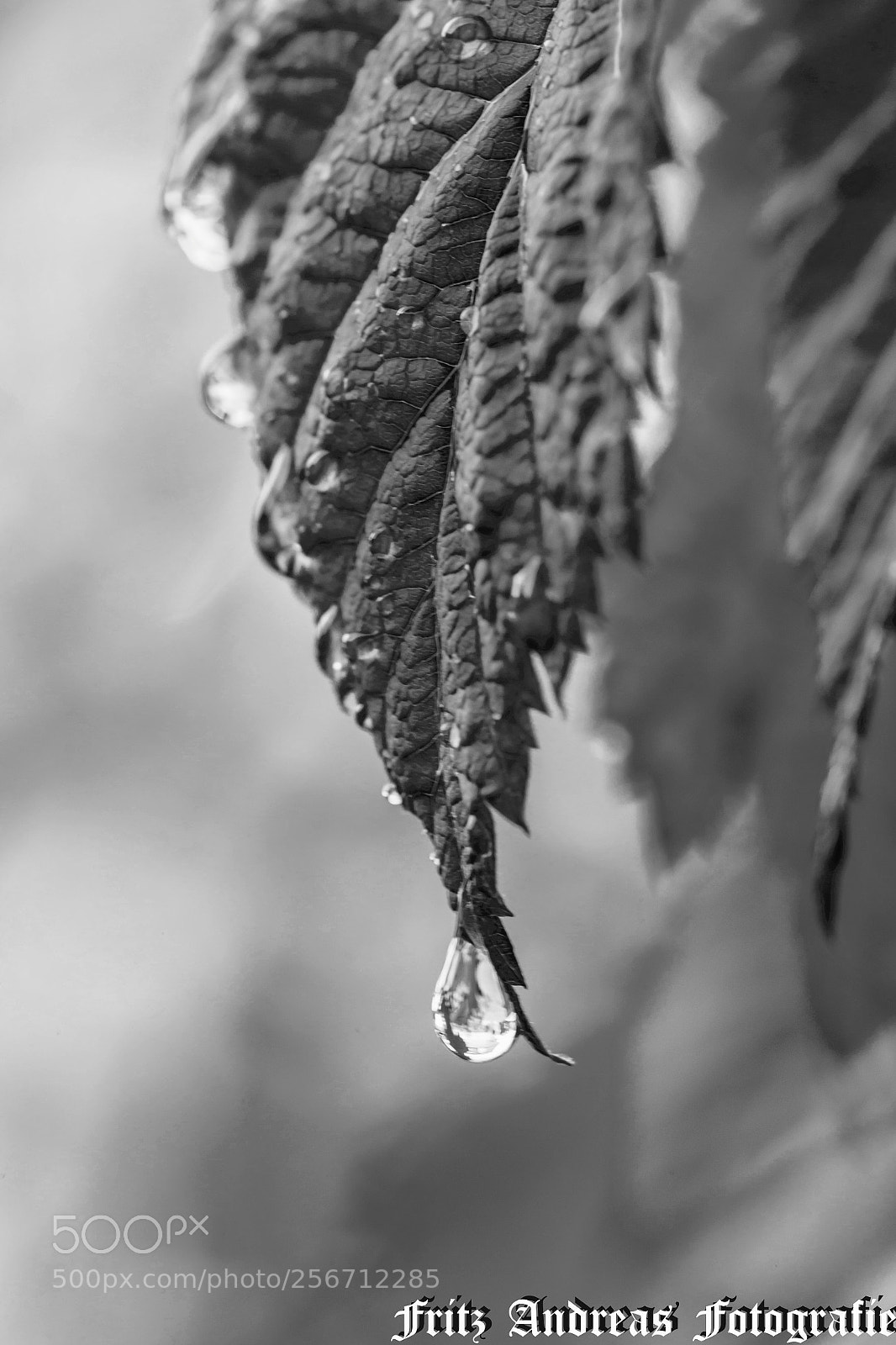 Canon EOS 6D sample photo. Wassertropfen 1.1 photography