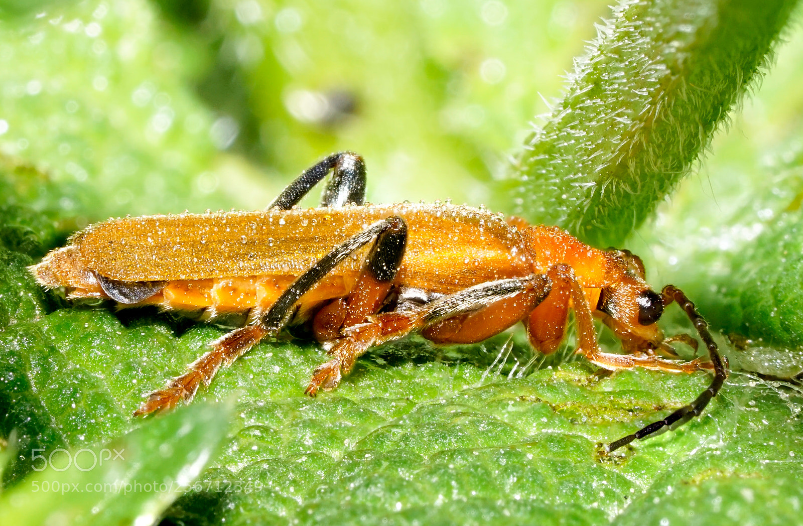 Sony a6000 sample photo. Cantharis livida in morning photography