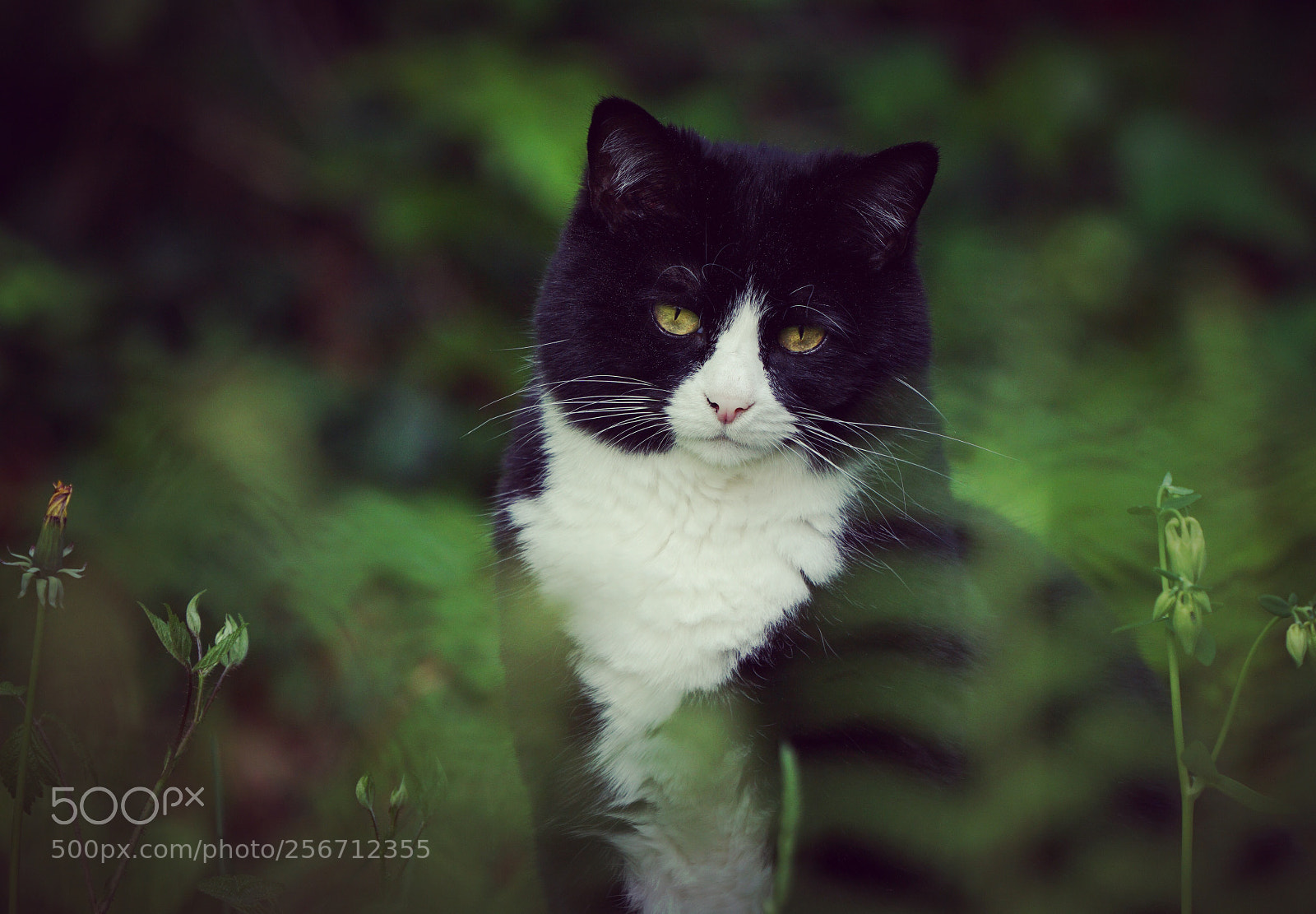 Sony a6000 sample photo. Cat photography