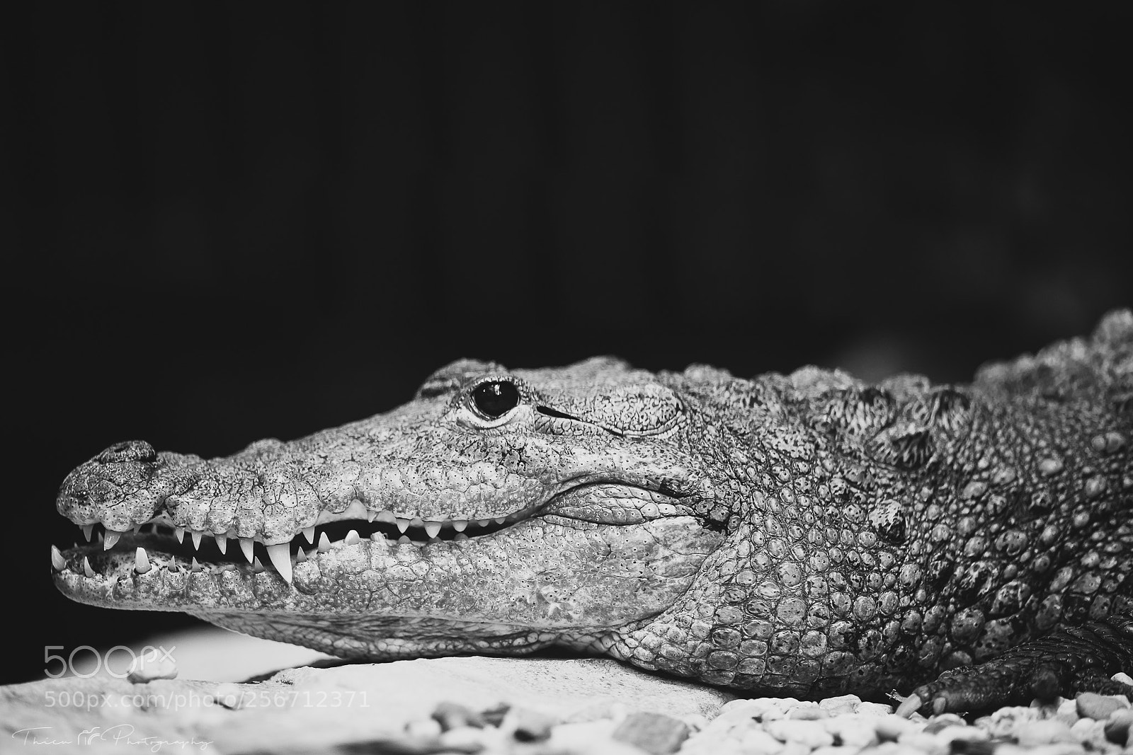 Sony a7R III sample photo. I'm watching you! photography