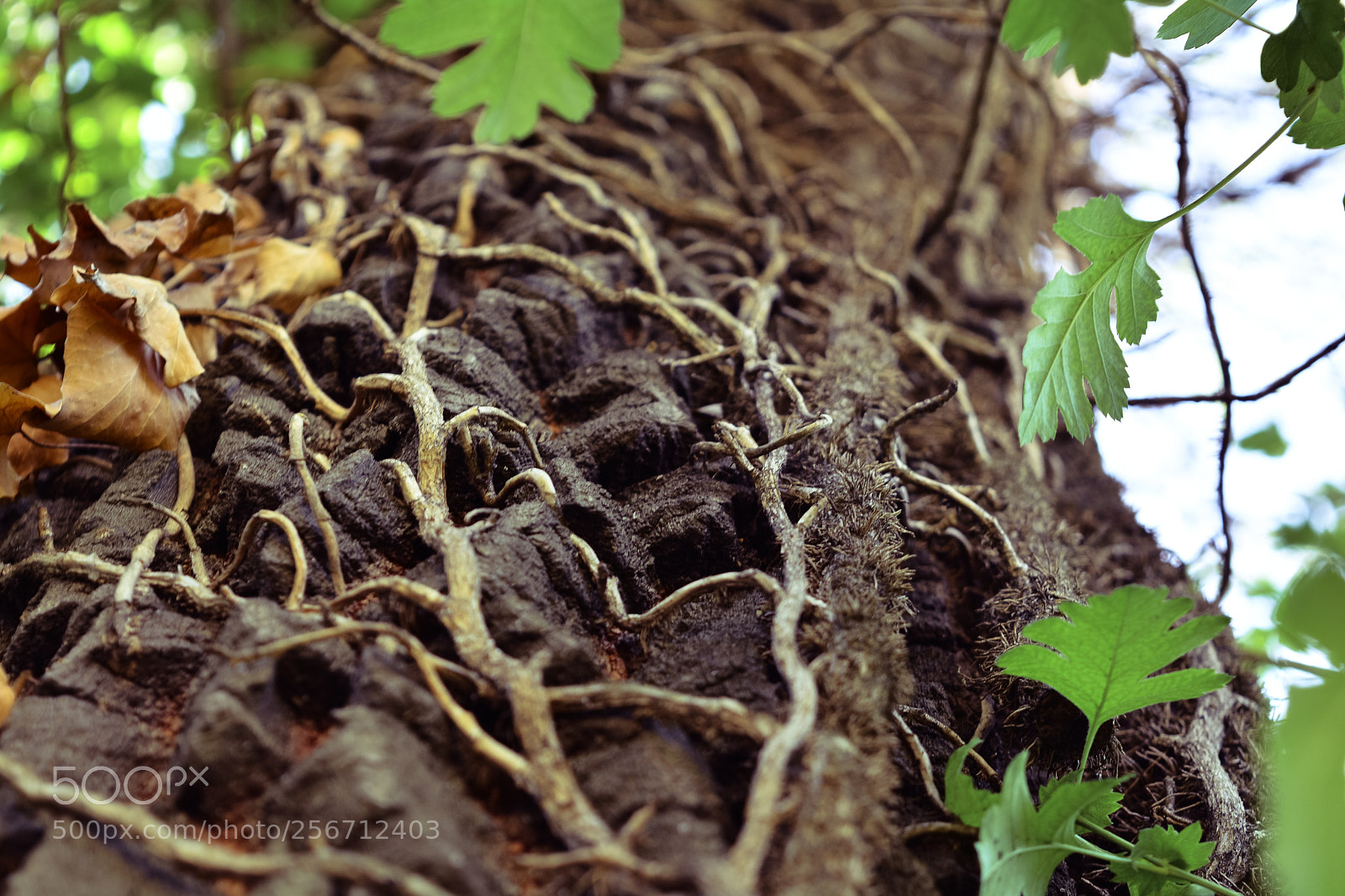 Nikon D5200 sample photo. Old tree photography