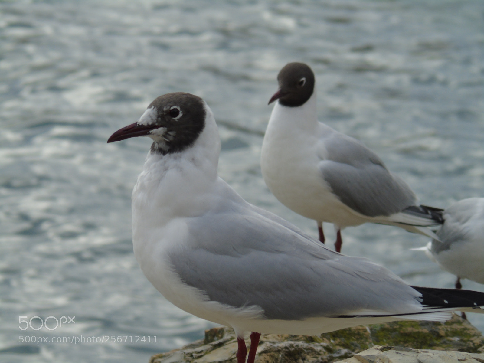 Sony Cyber-shot DSC-H400 sample photo. Beautiful animals photography