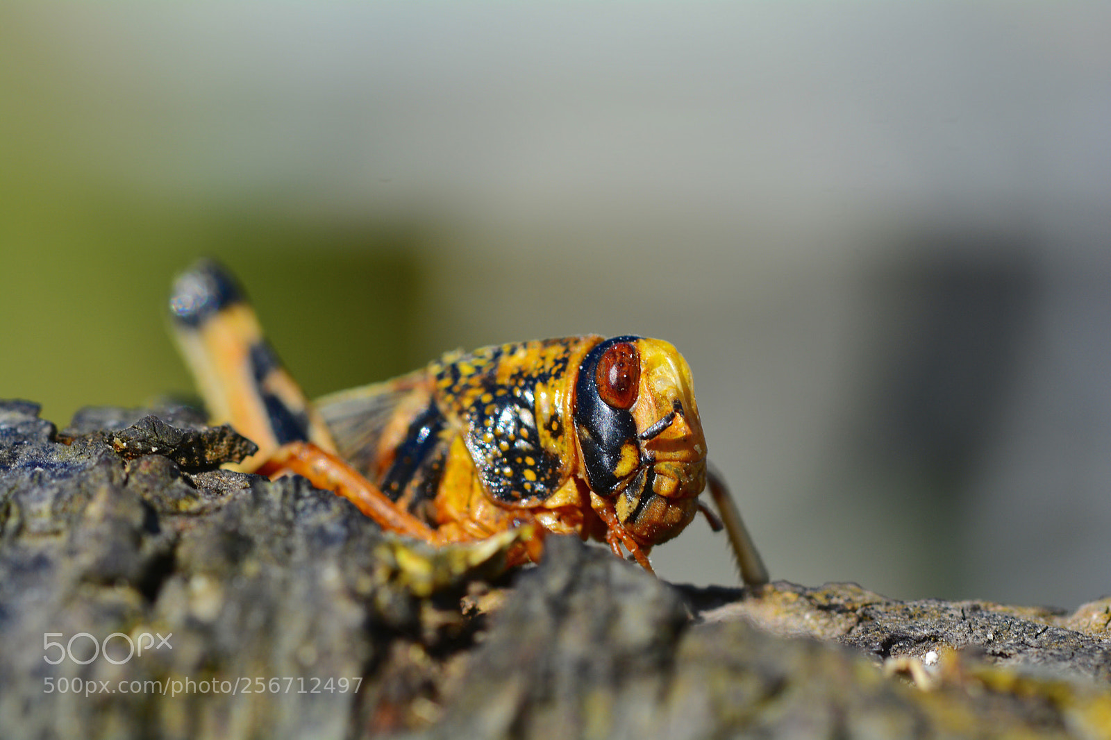 Nikon D5200 sample photo. Locust on a log photography