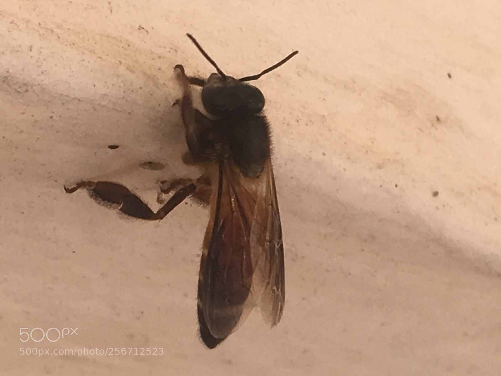 Apple iPhone SE sample photo. Img photography
