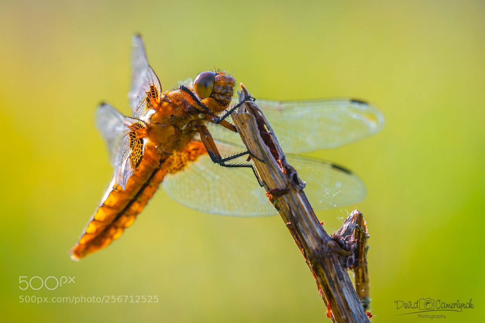 Nikon D700 sample photo. Dragonfly photography