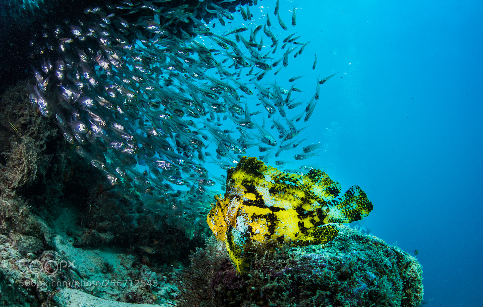Nikon D810 sample photo. Leaf fish photography