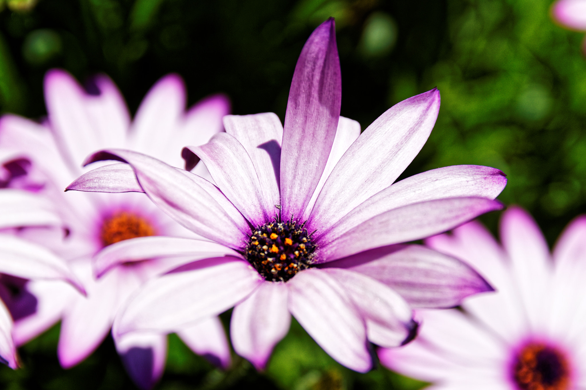 Sigma 17-70mm F2.8-4 DC Macro OS HSM sample photo. Fleurs sous le soleil photography