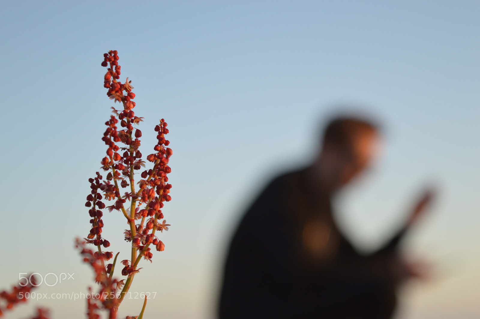 Nikon D3200 sample photo. Golden photography