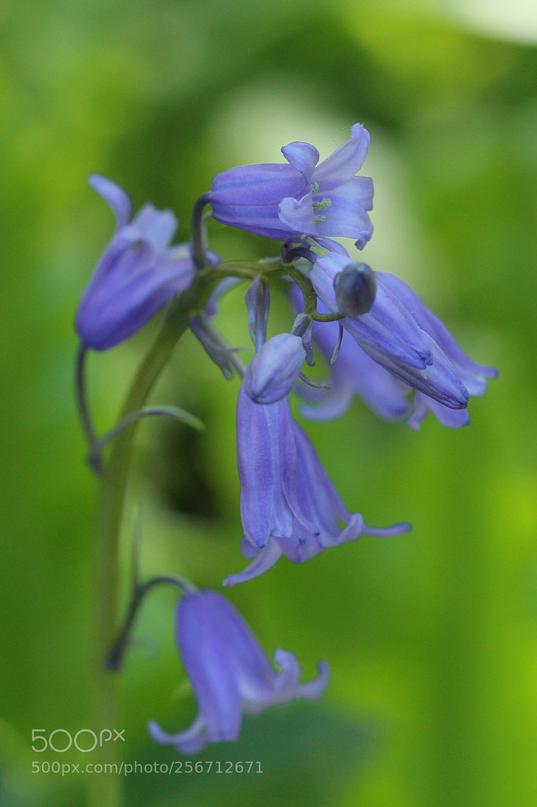 Canon EOS 700D (EOS Rebel T5i / EOS Kiss X7i) sample photo. Tiny spring flower photography
