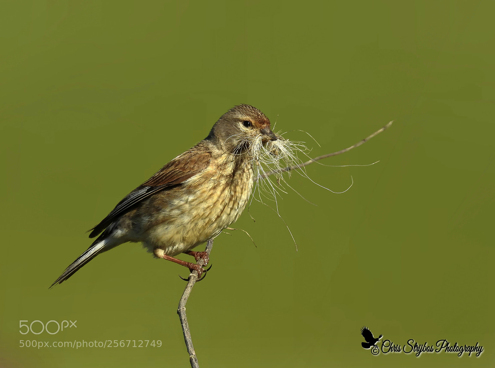 Nikon Coolpix P900 sample photo. Common linnet (female) kneuvrouwtje photography