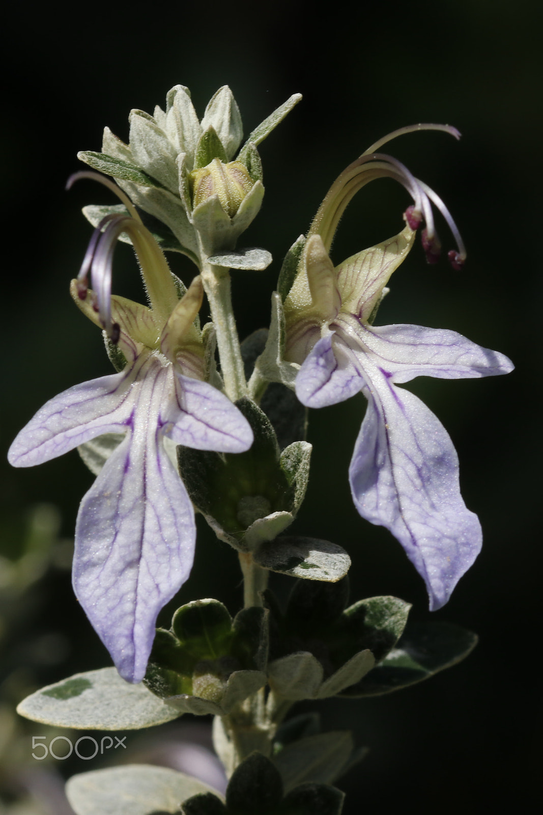 Canon EOS 80D + Sigma 105mm F2.8 EX DG OS HSM sample photo. Teucrium fruticans flowers ii photography